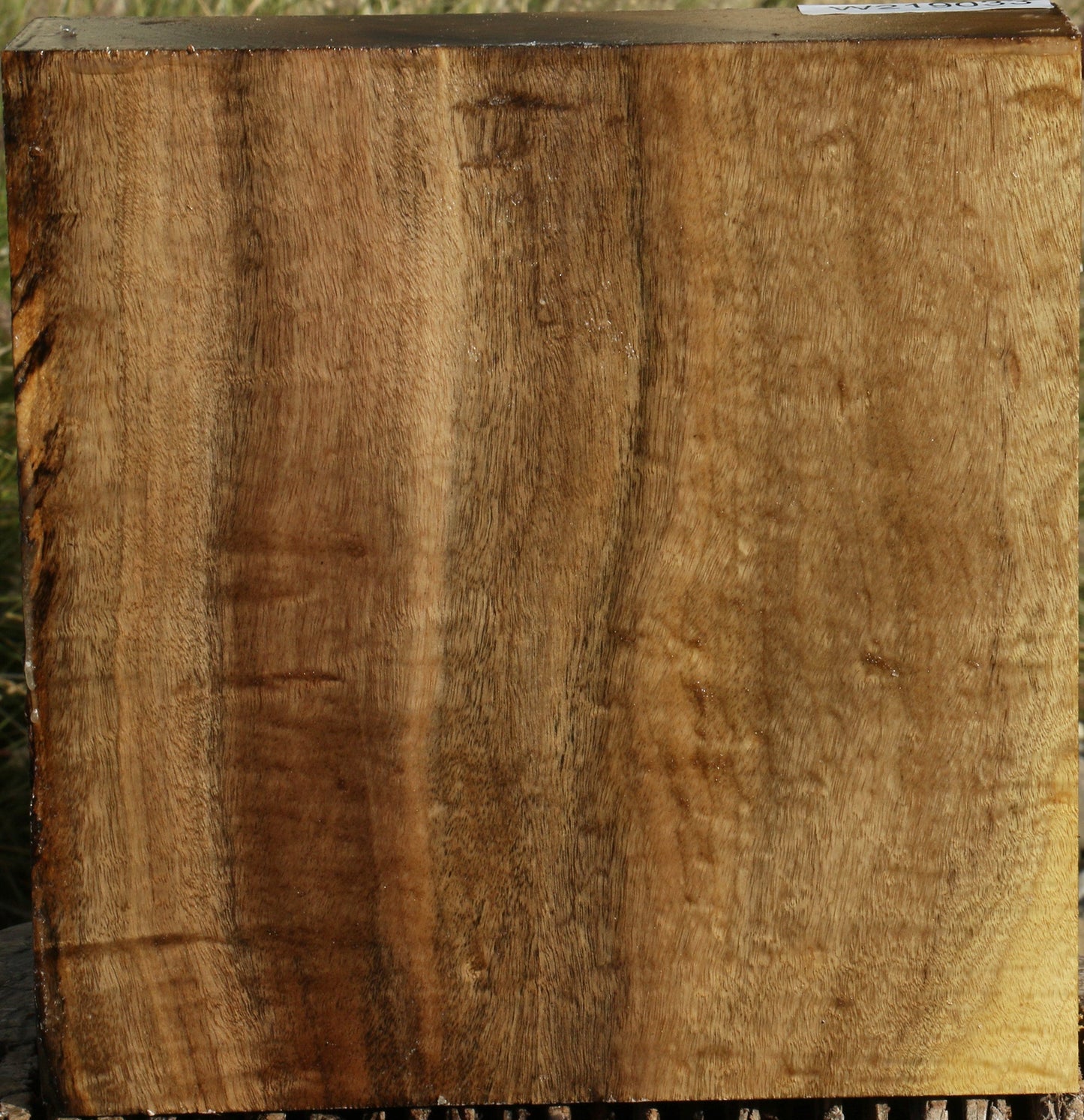 Figured Gold Myrtle Bowl Blank