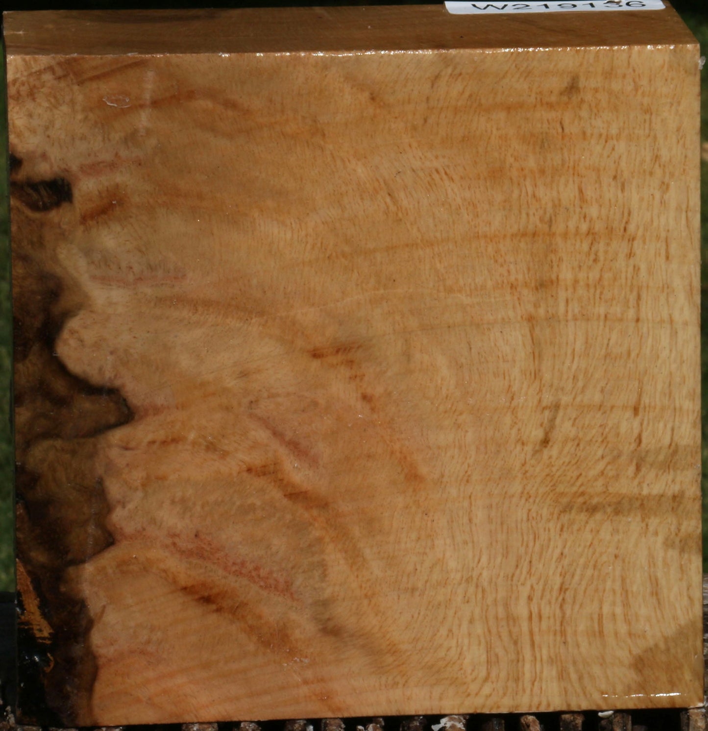 Figured Cork Oak Bowl Blank