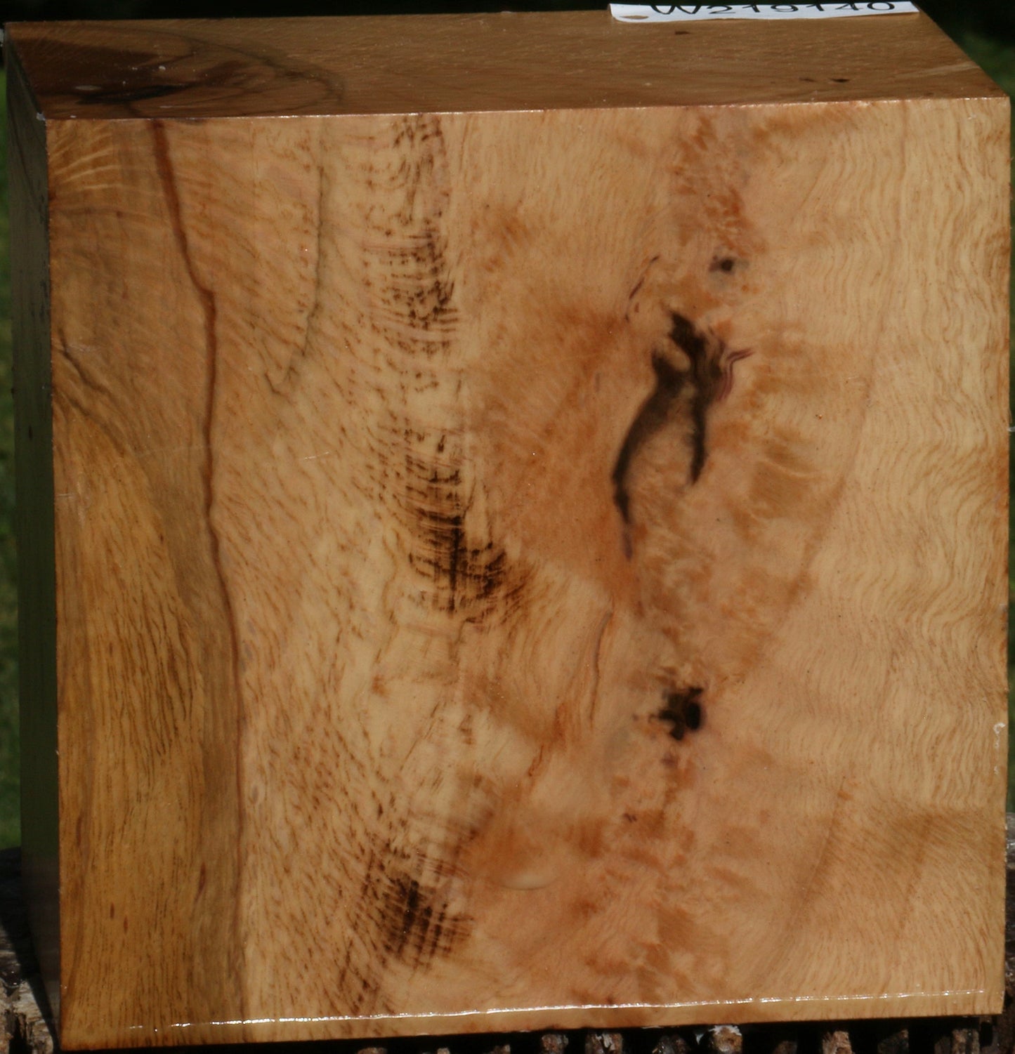 Figured Cork Oak Bowl Blank