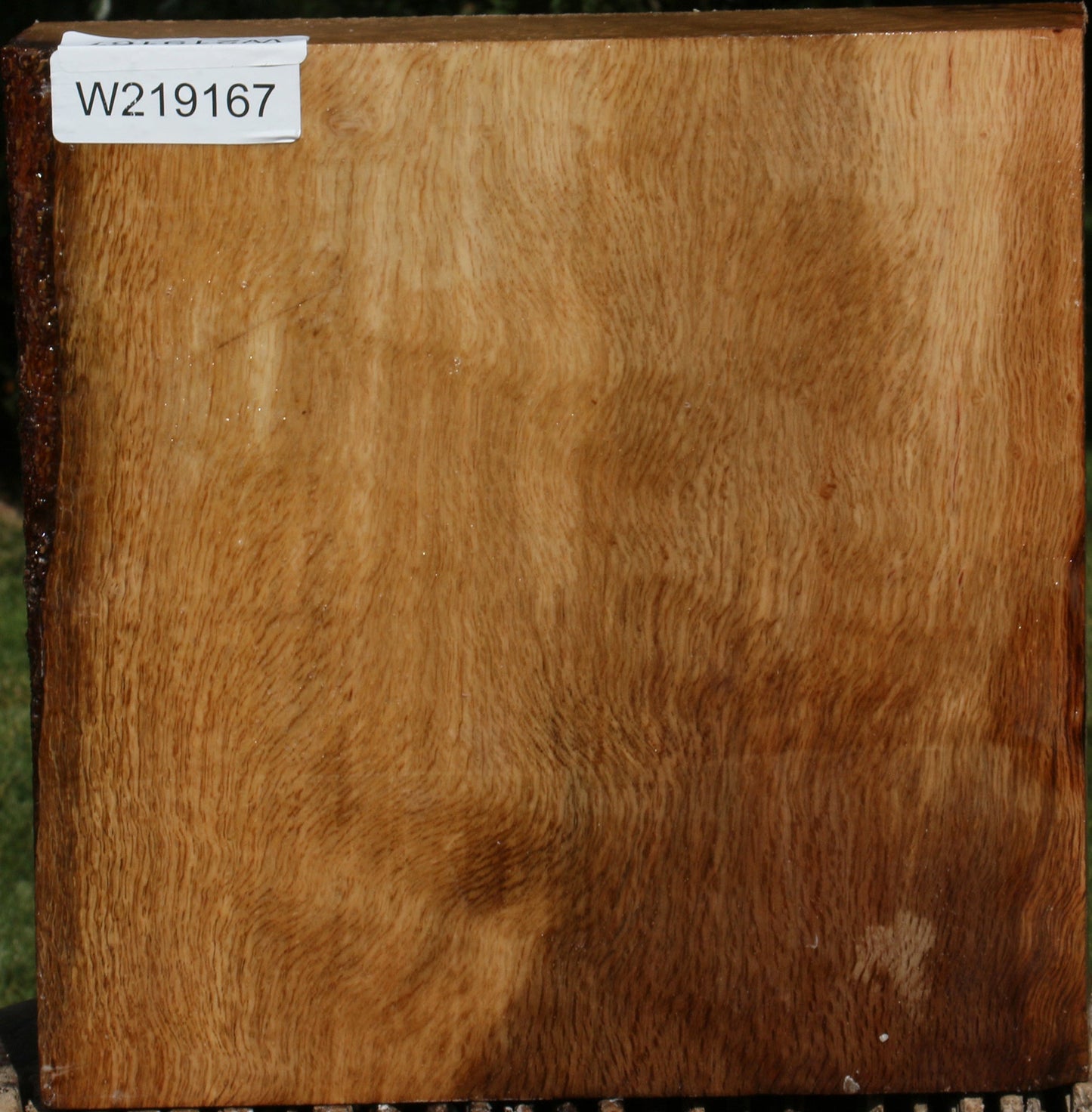 Figured Cork Oak Bowl Blank