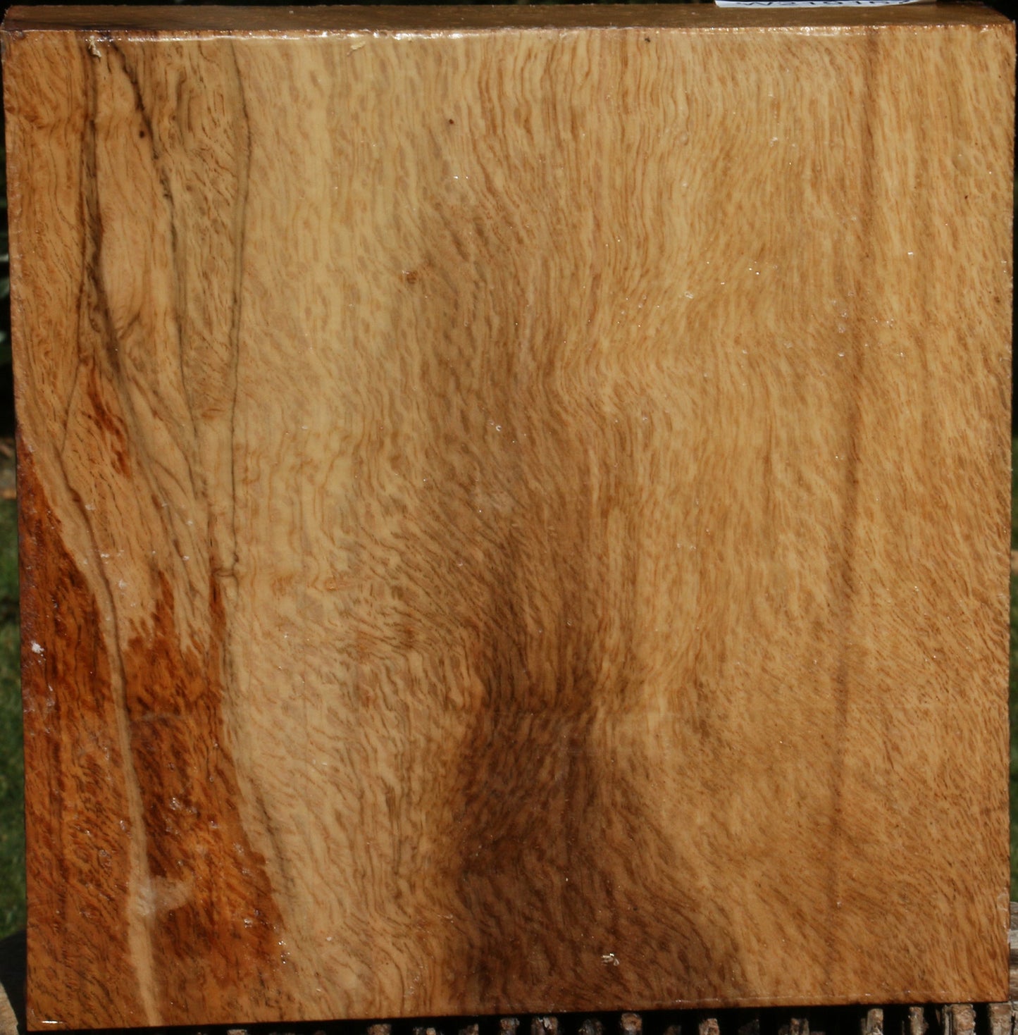 Figured Cork Oak Bowl Blank