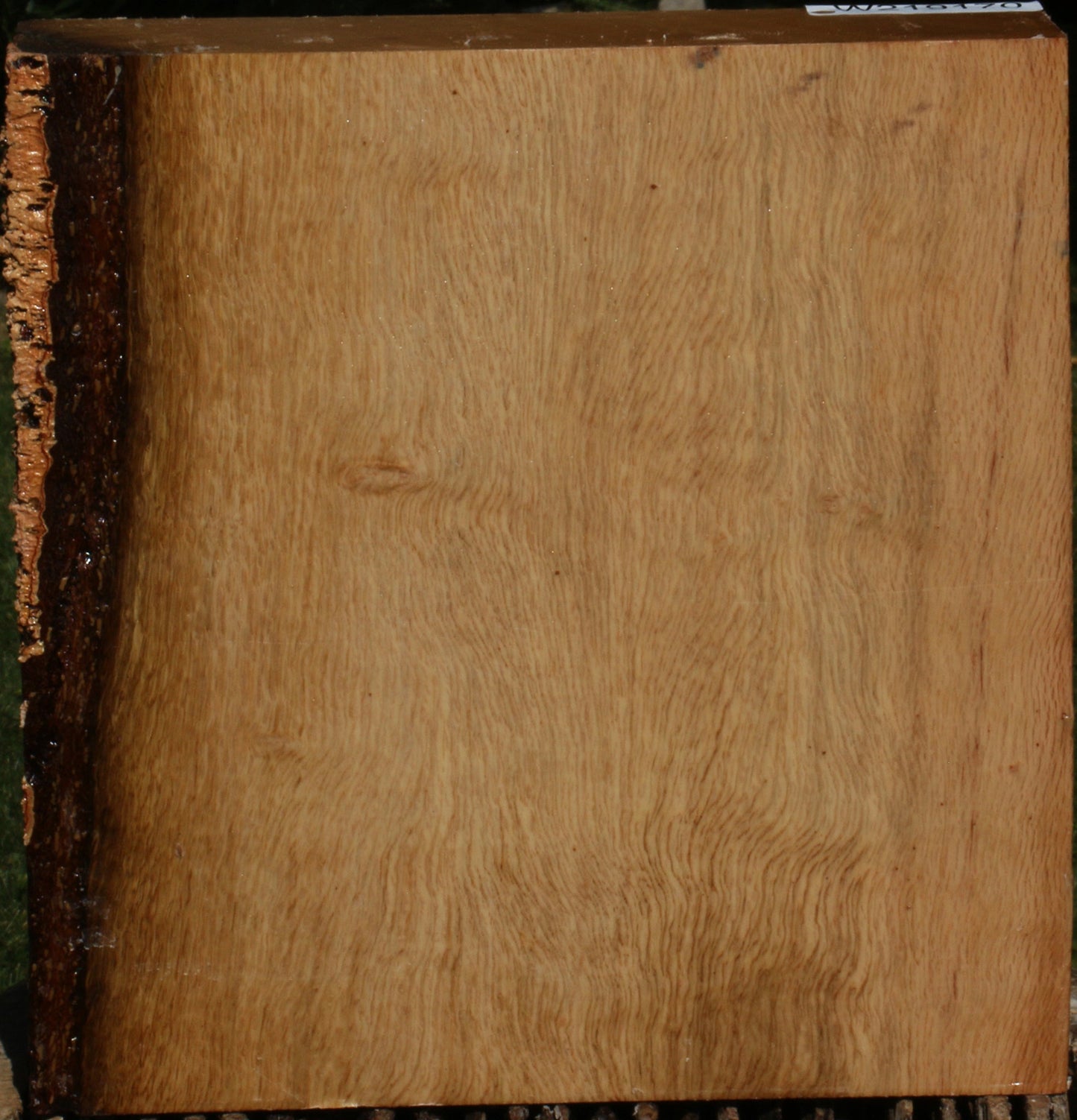 Figured Cork Oak Bowl Blank