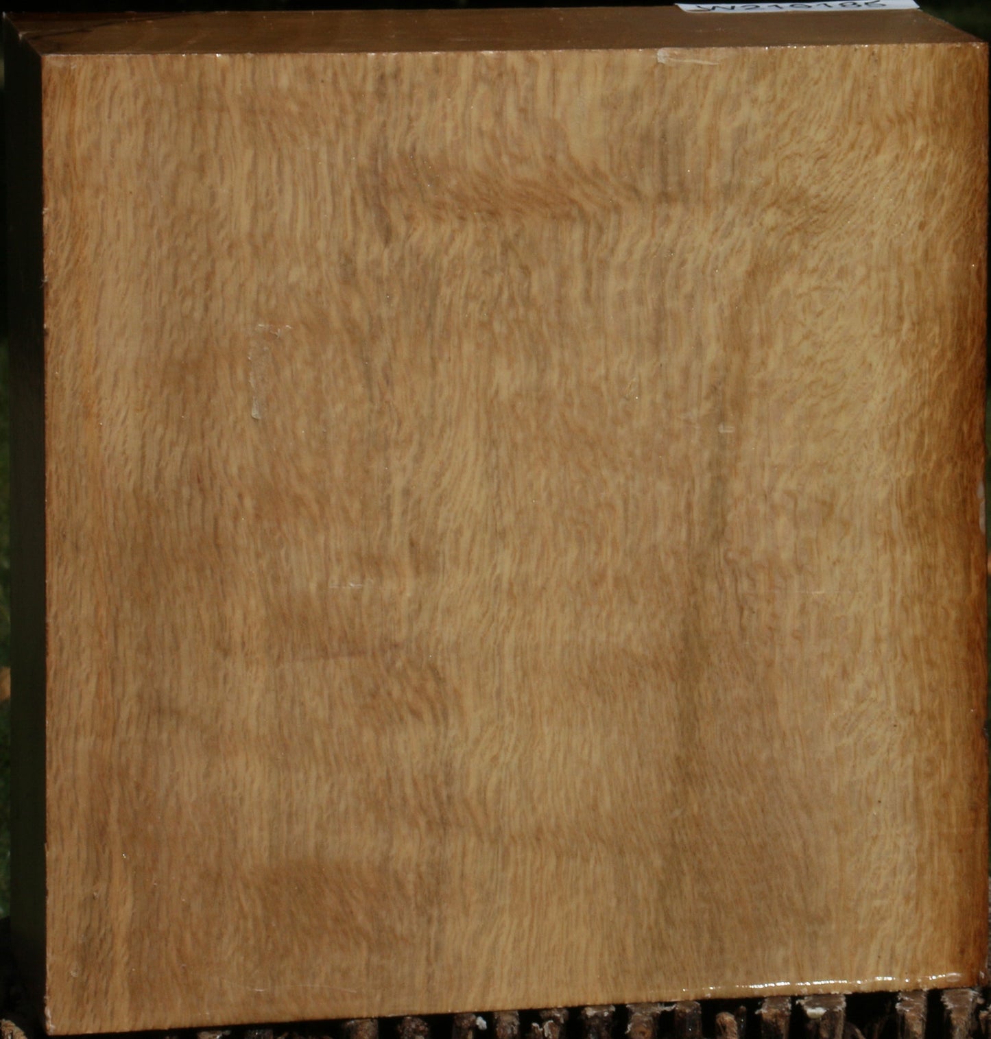 Extra Fancy Cork Oak Bowl Blank