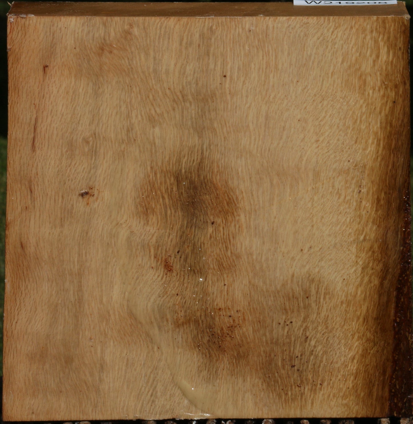 Figured Cork Oak Bowl Blank