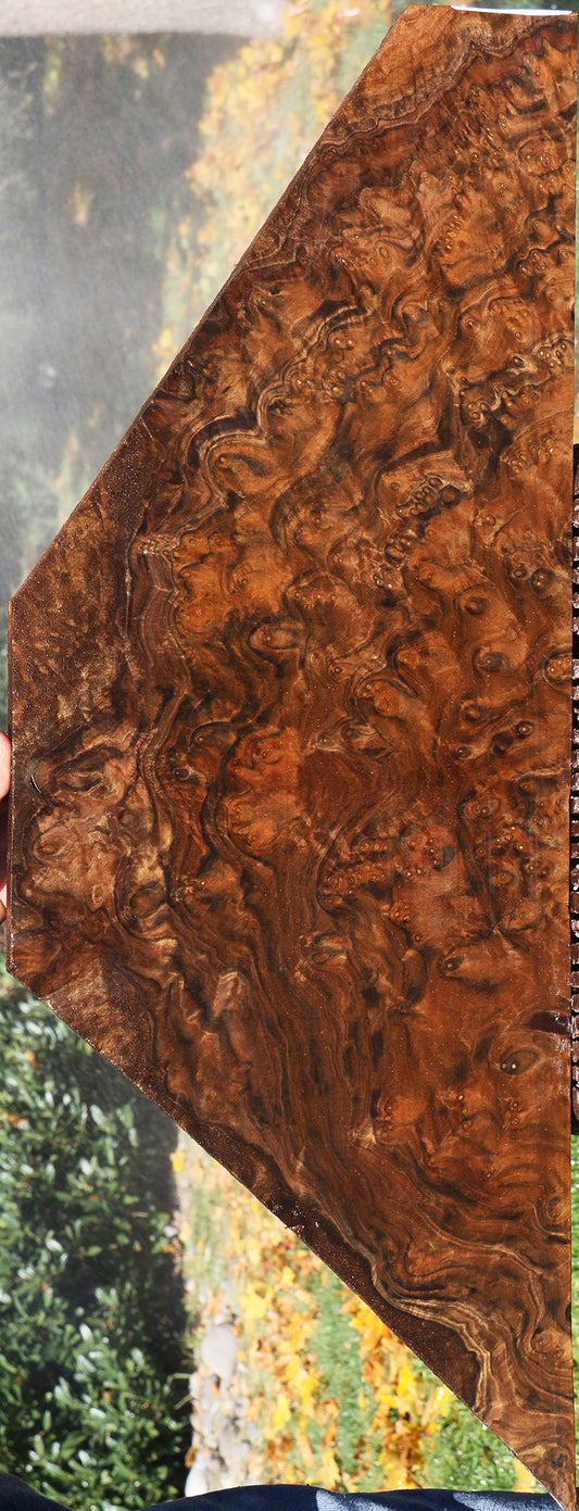 Claro Walnut Burl Lumber