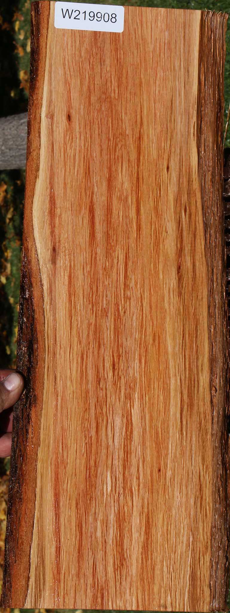 Beefwood Live Edge Micro Lumber