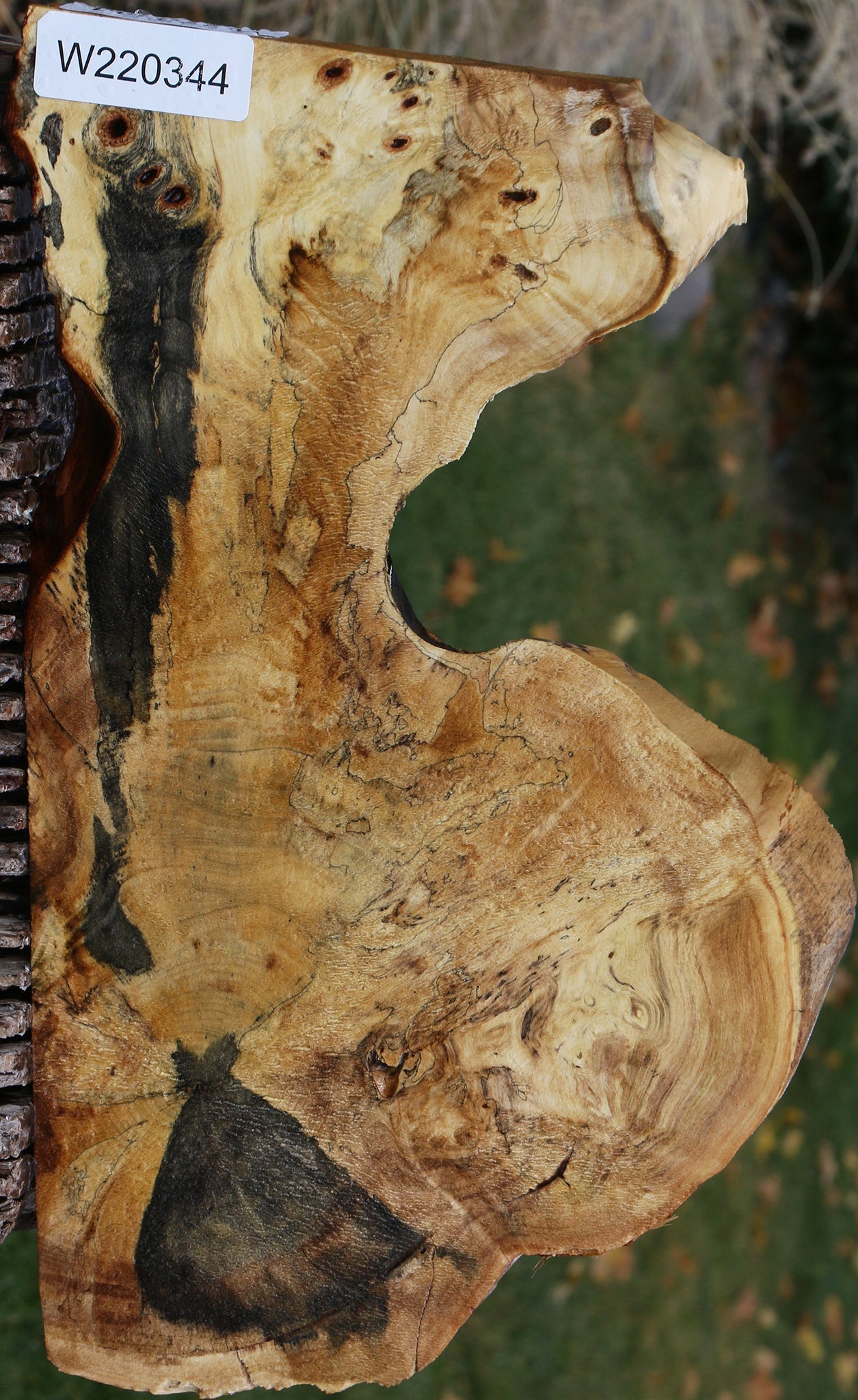 Buckeye Burl Slice