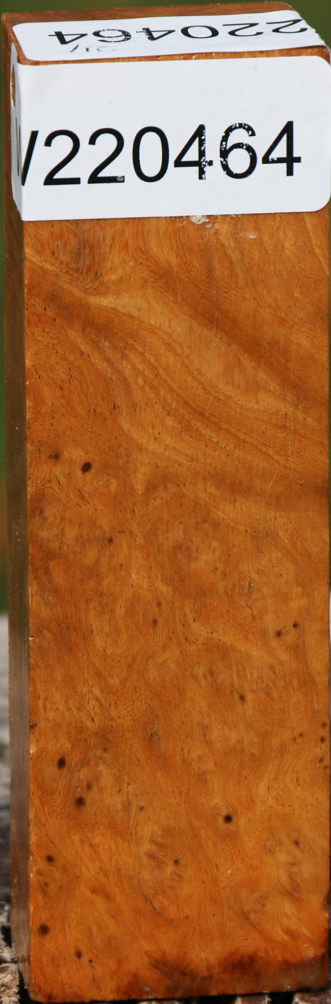 Hopea Stone Burl Turning Blank