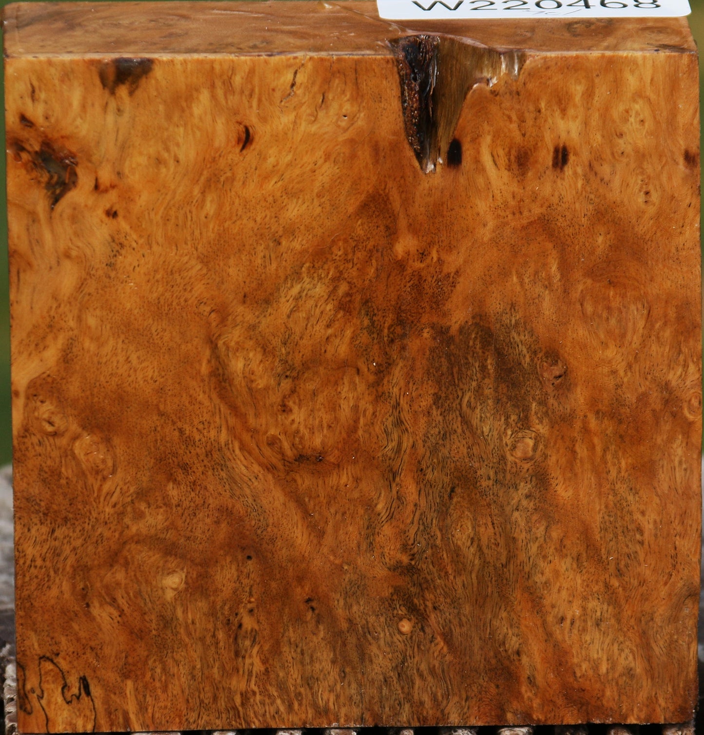 Hopea Stone Burl Bowl Blank