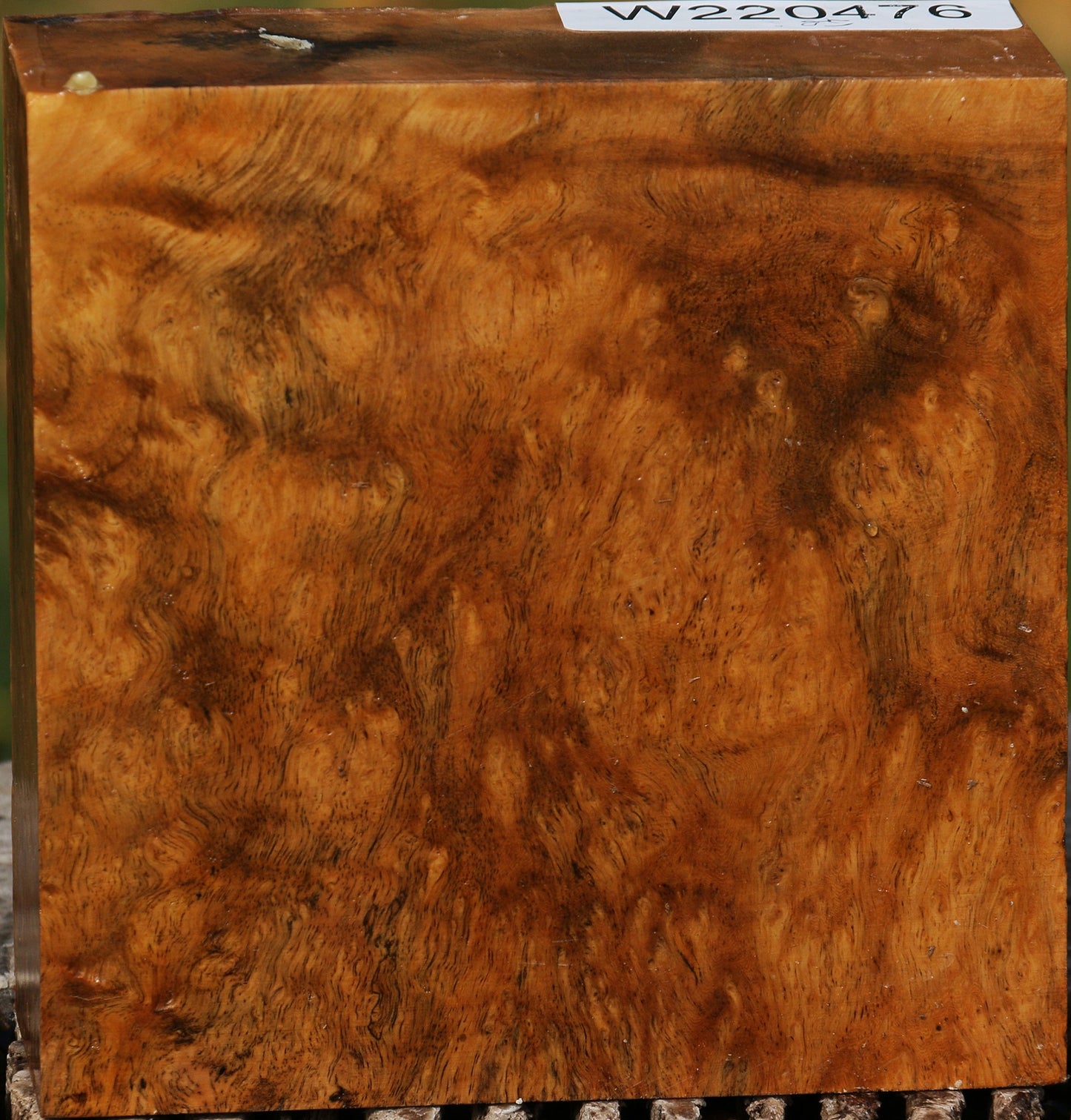 Hopea Stone Burl Bowl Blank