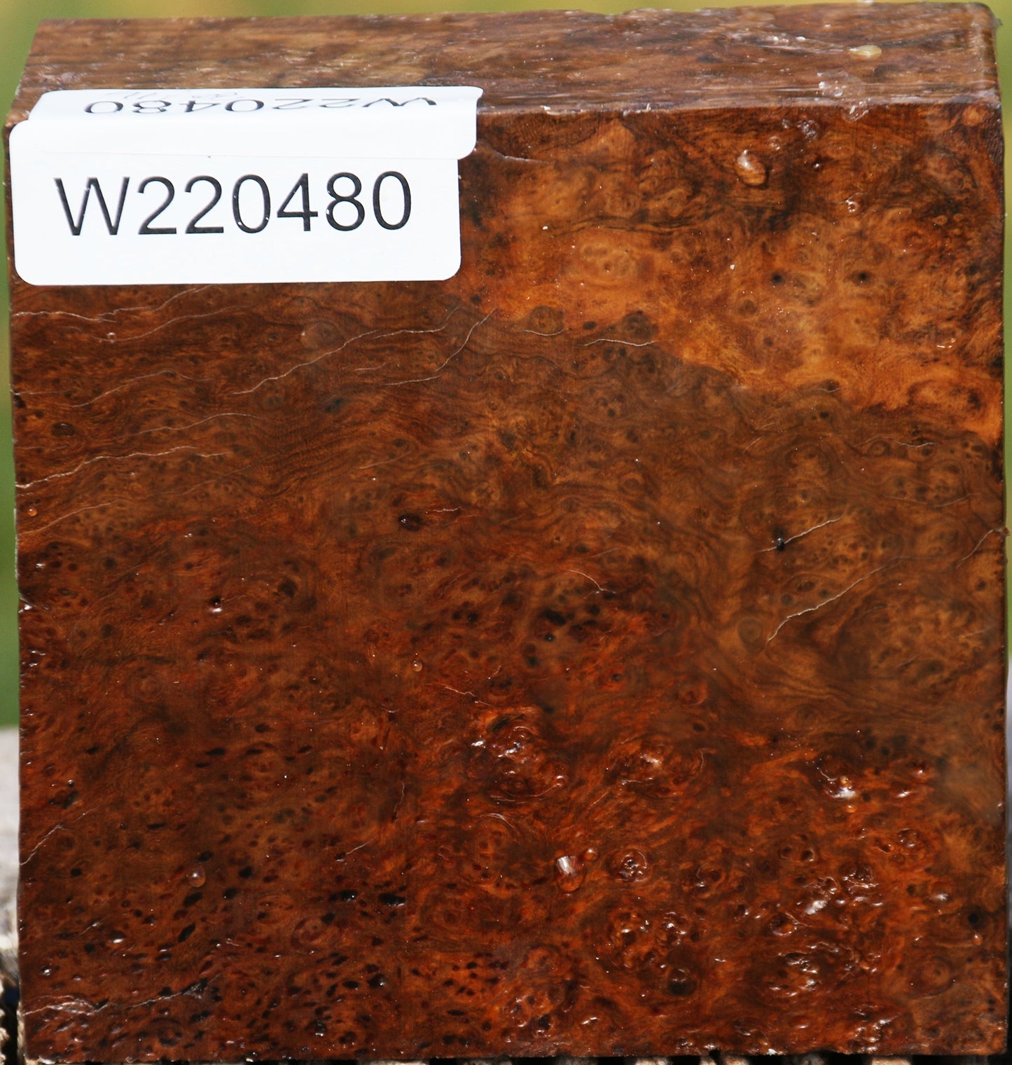 Hopea Stone Burl Bowl Blank