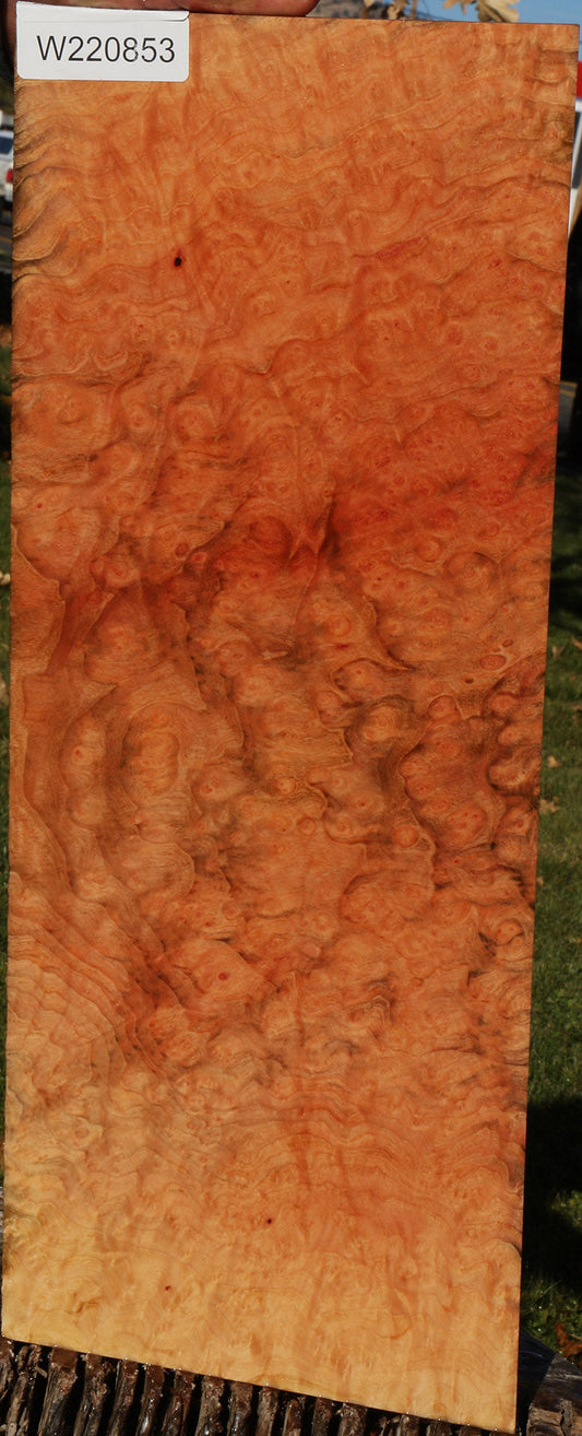 Madrone Burl Micro Lumber