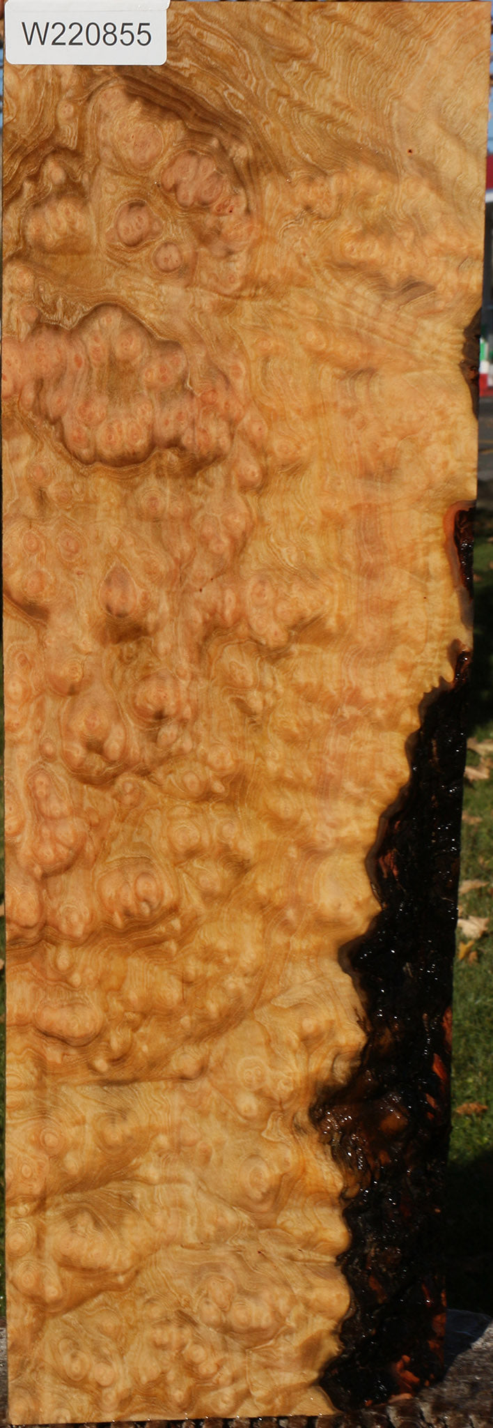 Madrone Burl Lumber