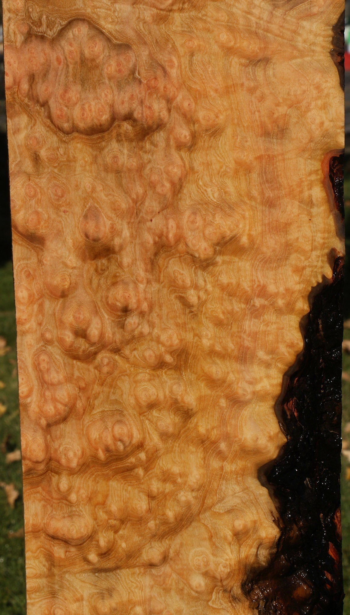 Madrone Burl Lumber