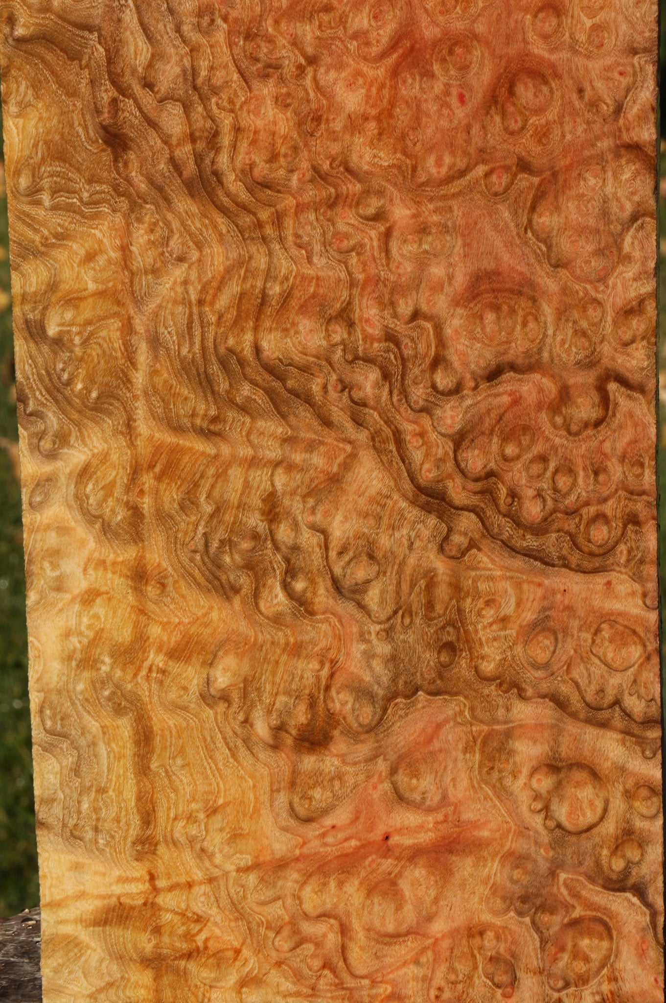 Madrone Burl Lumber