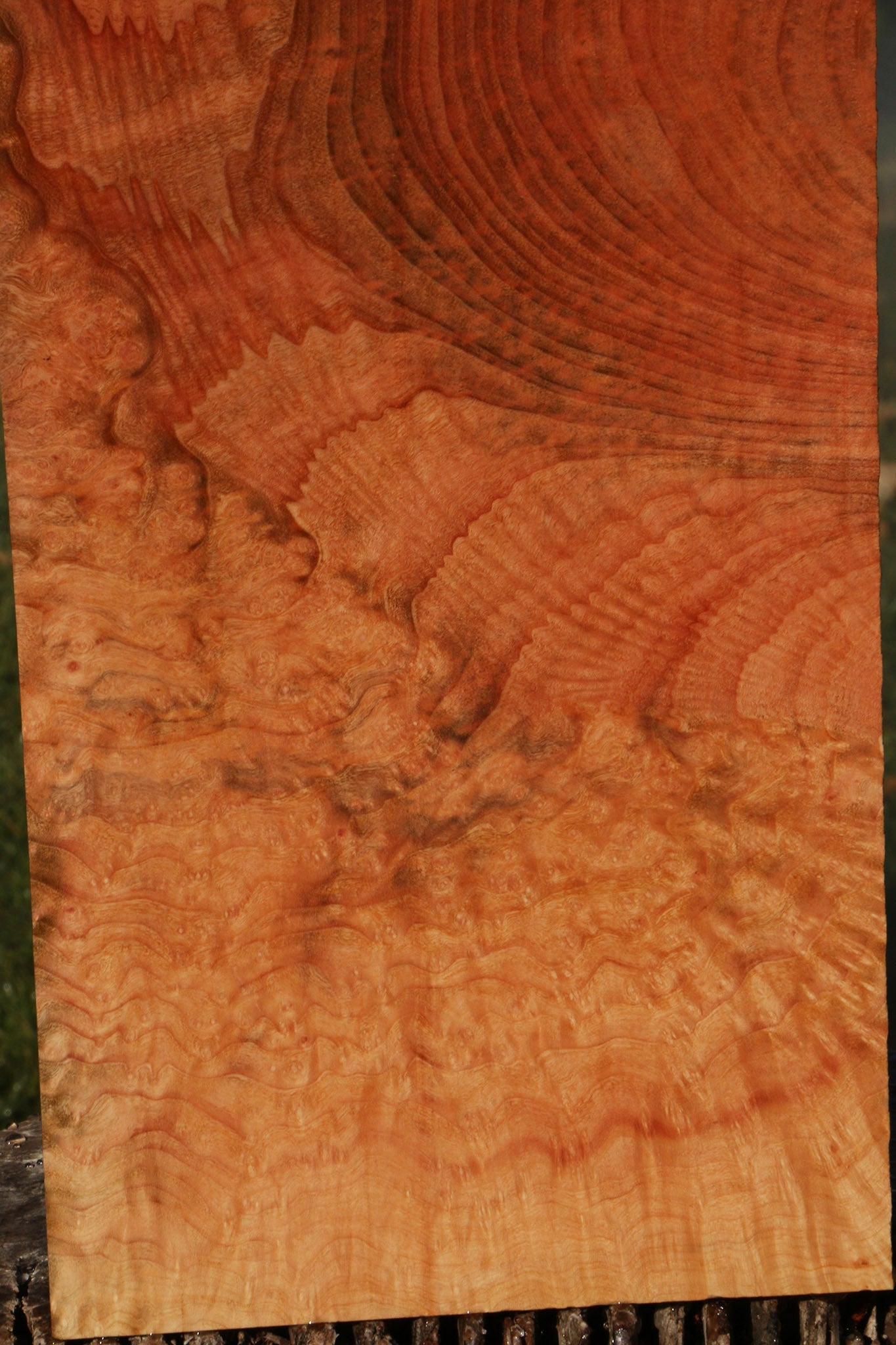 Madrone Burl Lumber