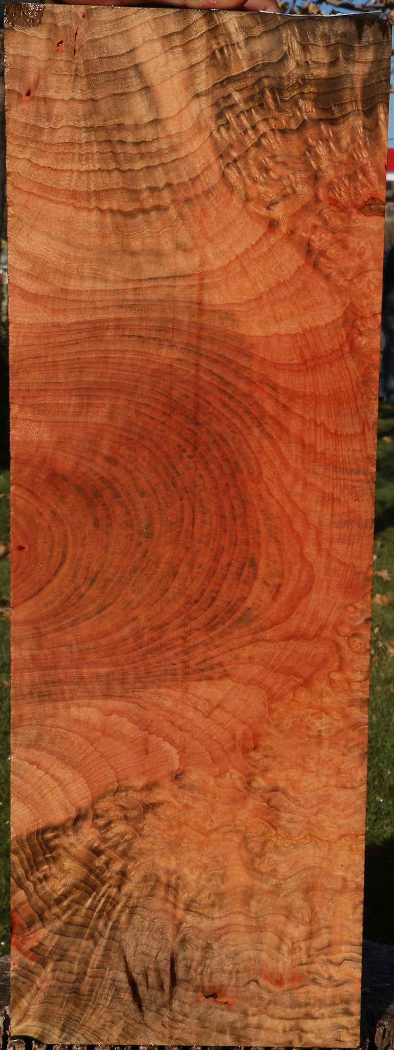 Madrone Burl Lumber