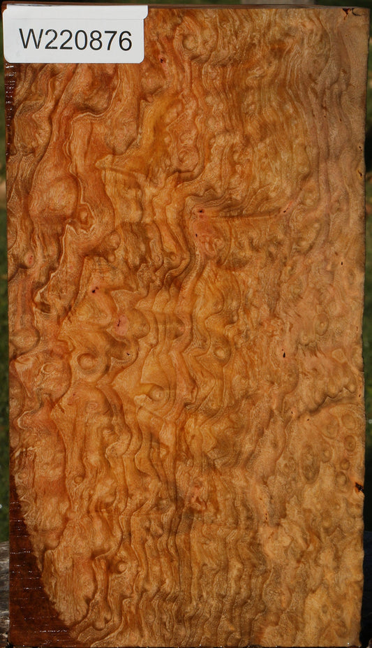 Madrone Burl Live Edge Lumber