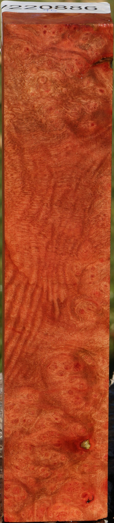 Madrone Burl Turning Square