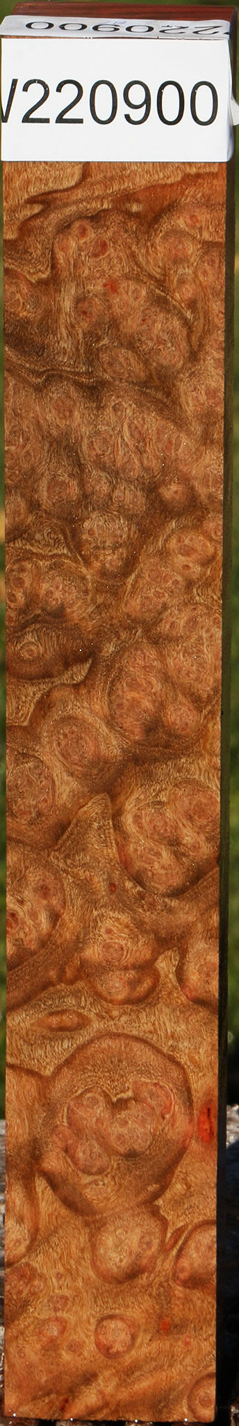 Madrone Burl Turning Square
