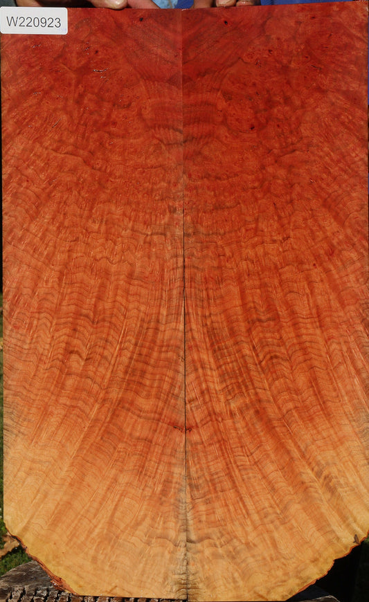 Madrone Burl Bookmatched Micro Lumber