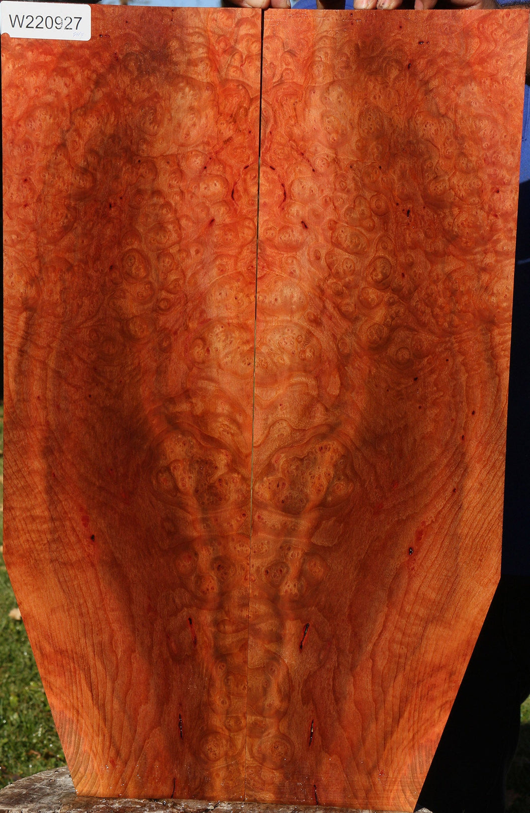 Madrone – Cook Woods