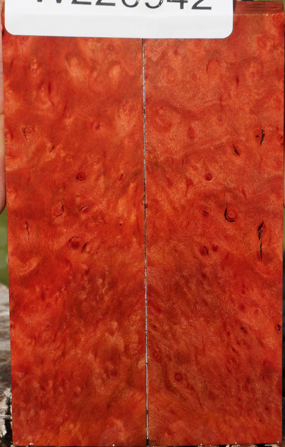 Madrone – Cook Woods