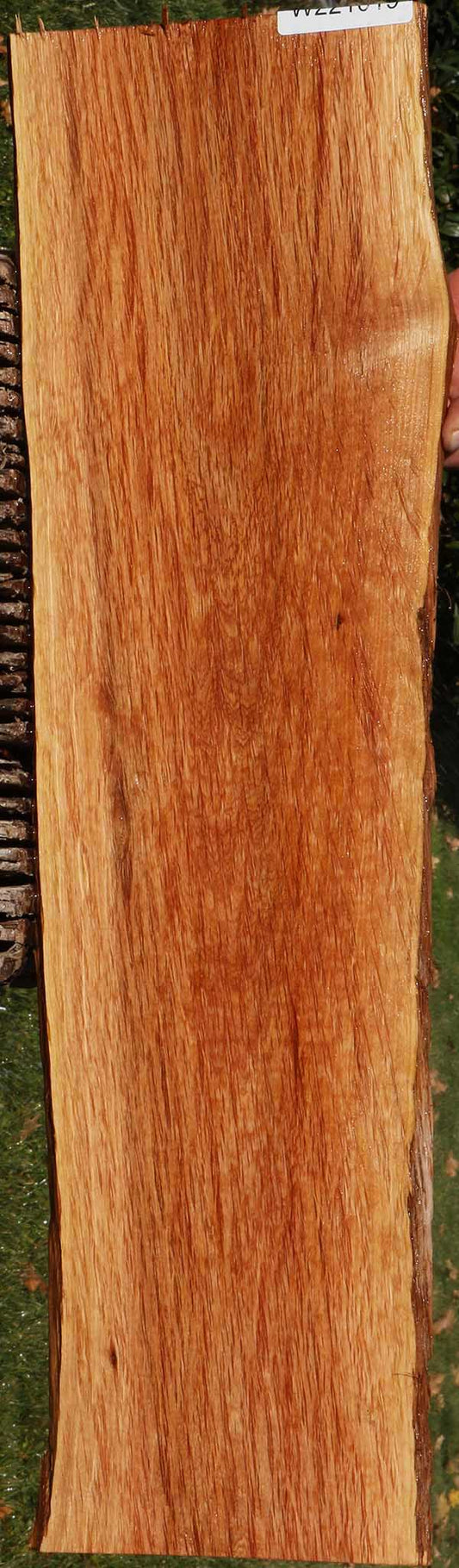 Beefwood Live Edge Micro Lumber