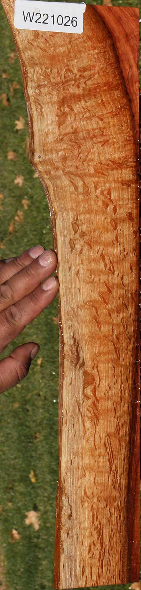 Extra Fancy Beefwood Live Edge Micro Lumber