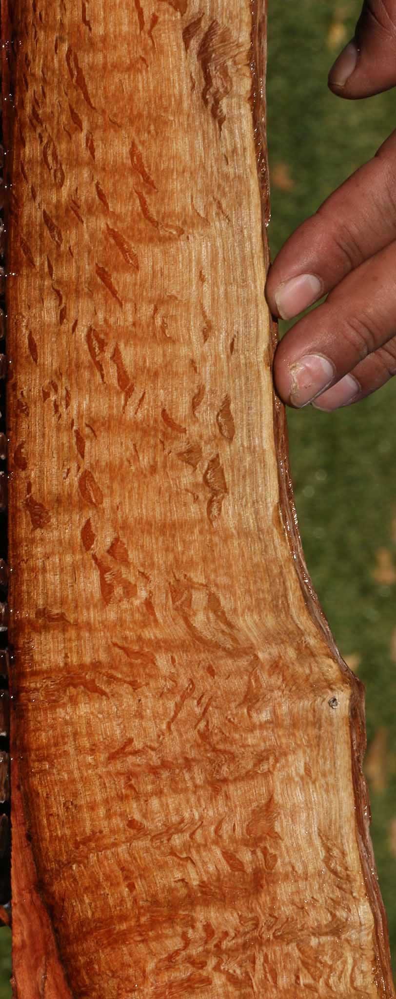 Extra Fancy Beefwood Live Edge Micro Lumber