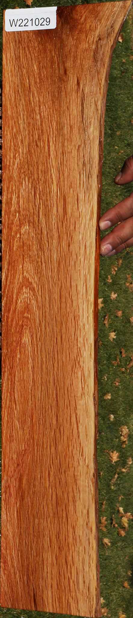 Beefwood Live Edge Micro Lumber