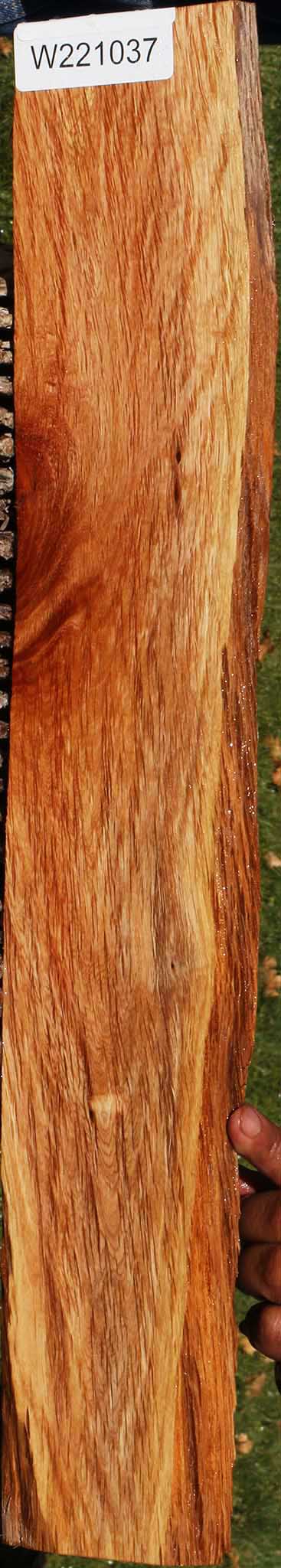 Beefwood Live Edge Micro Lumber