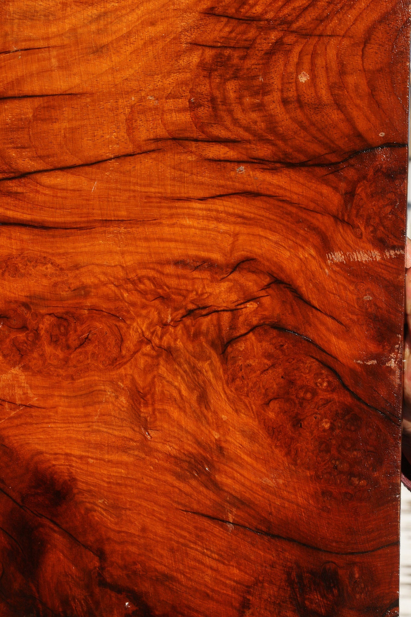 Figured Rustic Afzelia Live Edge Lumber
