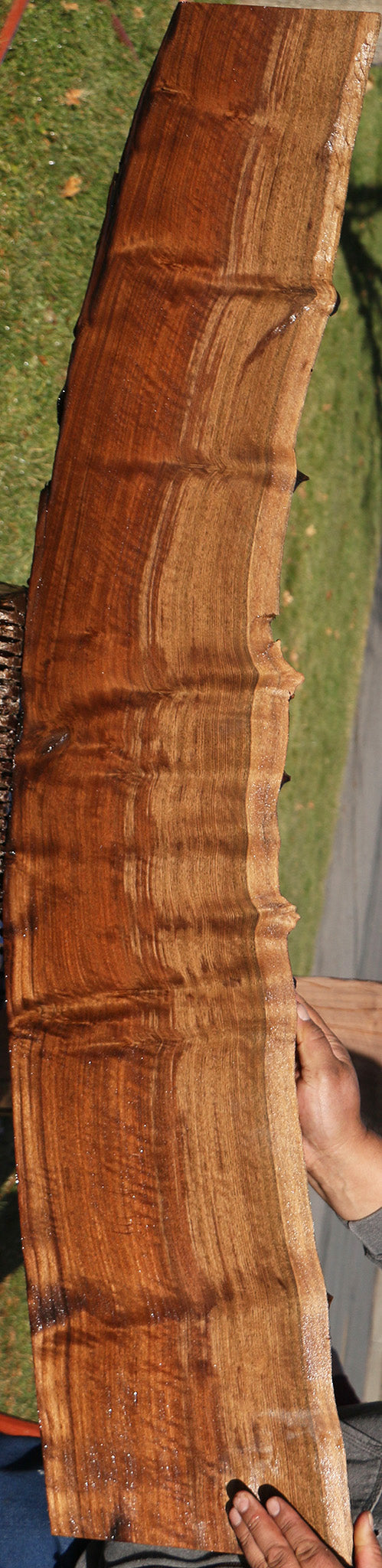 Claro Walnut Live Edge Slab