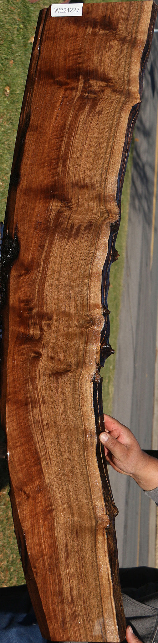 Claro Walnut Live Edge Slab