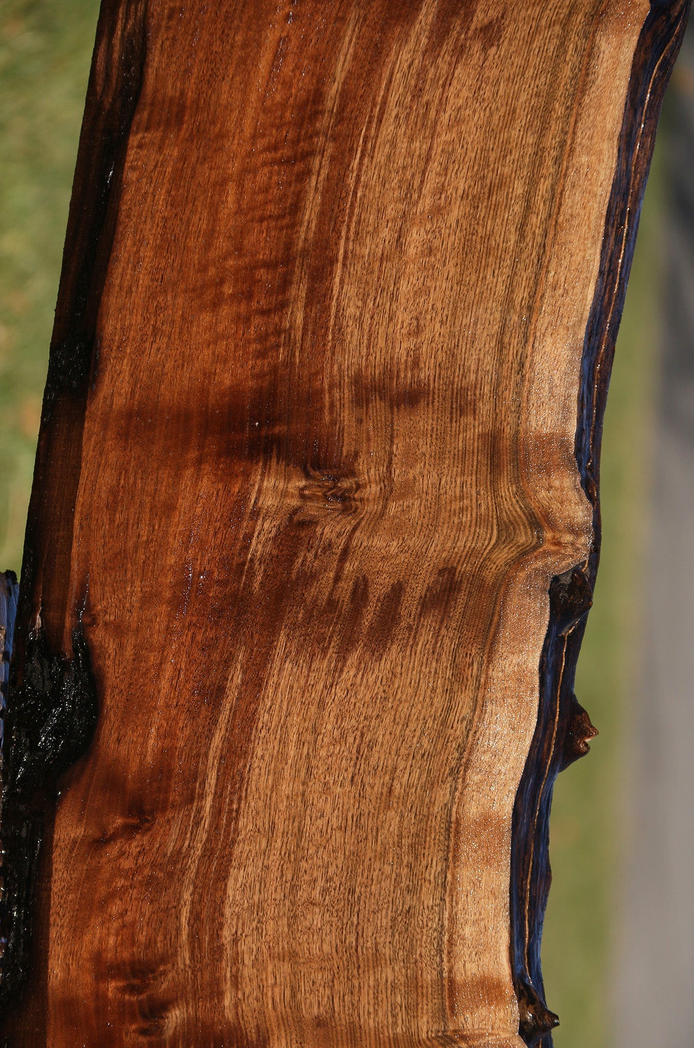 Claro Walnut Live Edge Slab