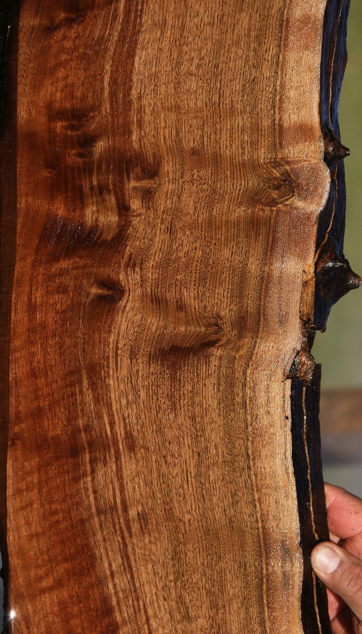 Claro Walnut Live Edge Slab