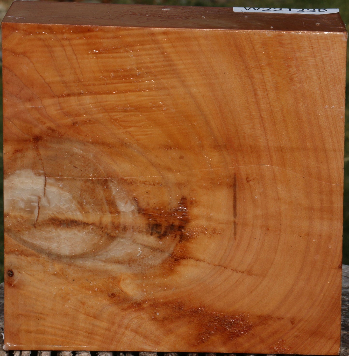 Figured Monterey Cypress Bowl Blank