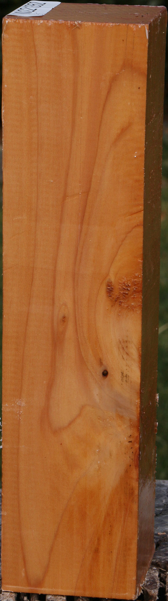Monterey Cypress Peppermill