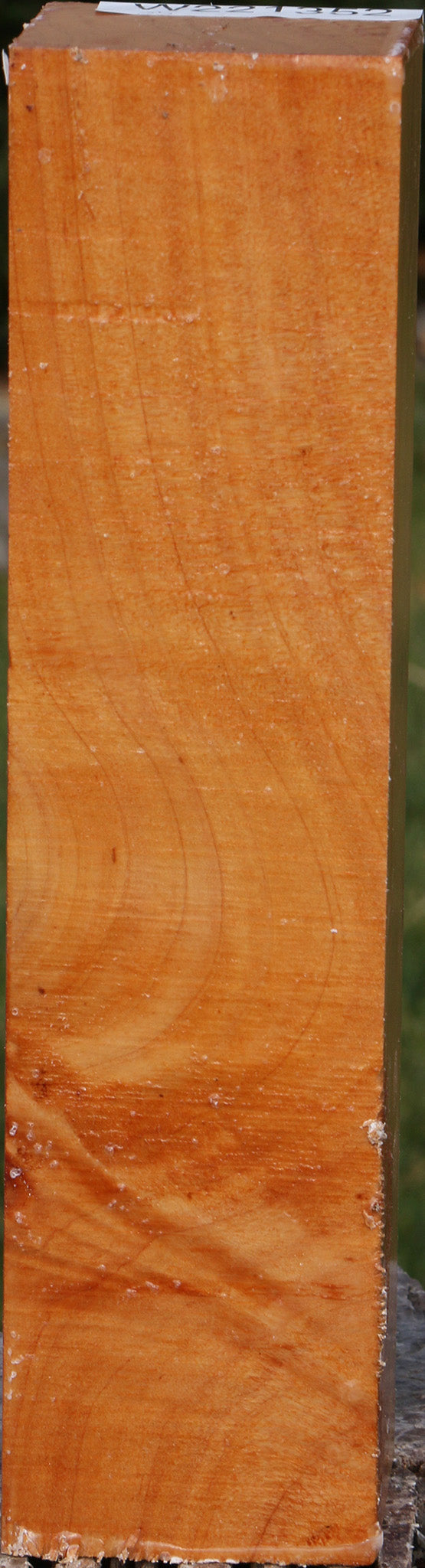 Monterey Cypress Peppermill