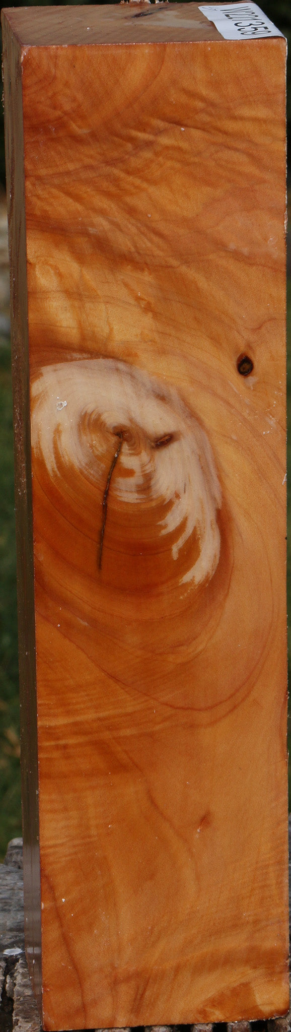 Monterey Cypress Peppermill