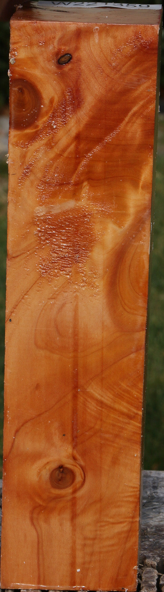 Monterey Cypress Peppermill