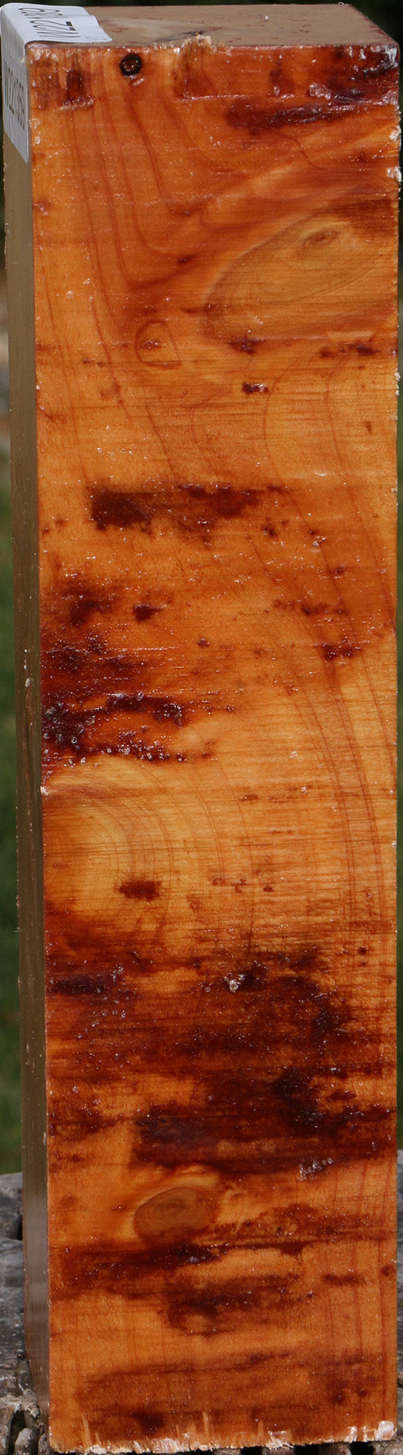 Monterey Cypress Peppermill