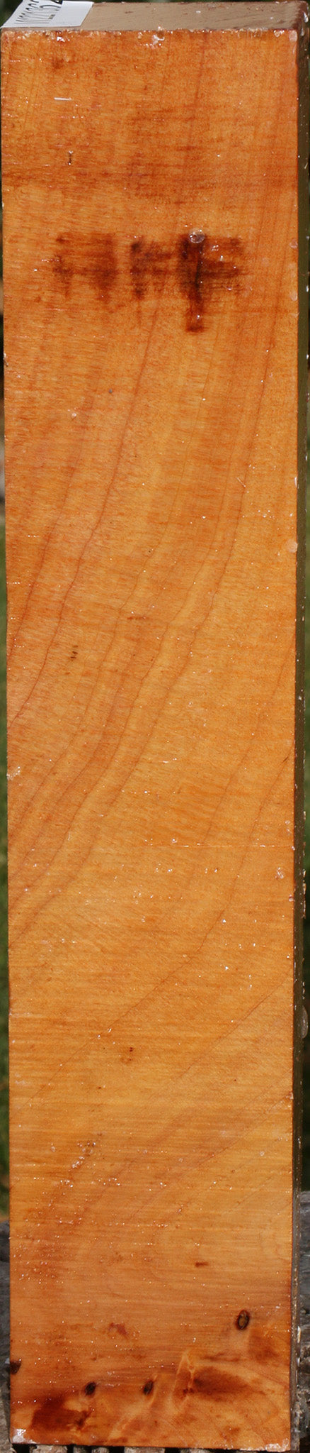 Monterey Cypress Peppermill