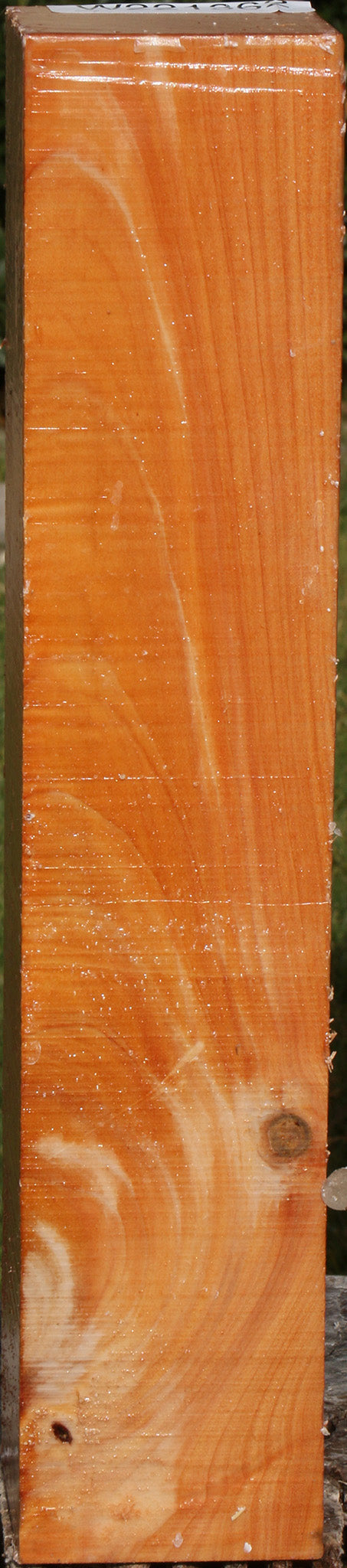 Monterey Cypress Peppermill