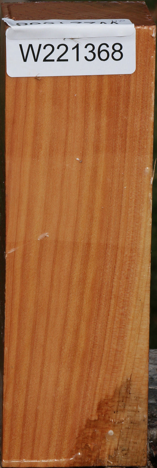 Monterey Cypress Turning Peppermill