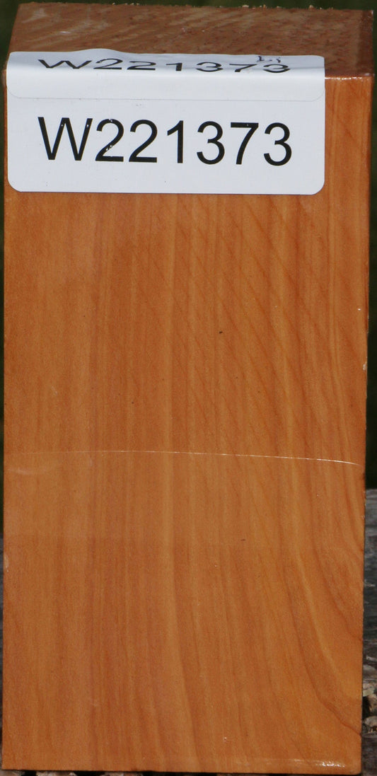 Monterey Cypress Turning Square