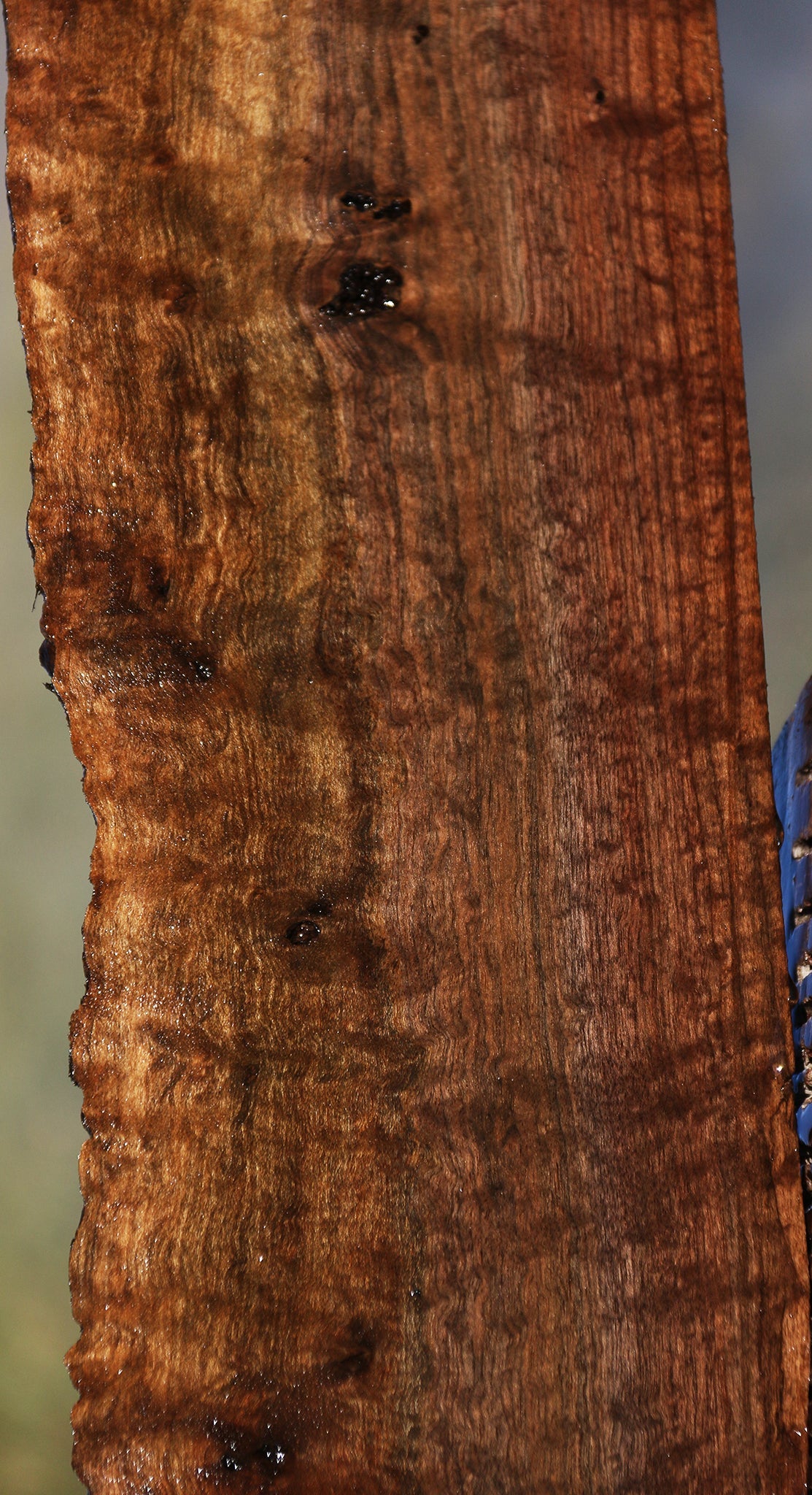 Extra Fancy Quilted Claro Walnut Live Edge Lumber