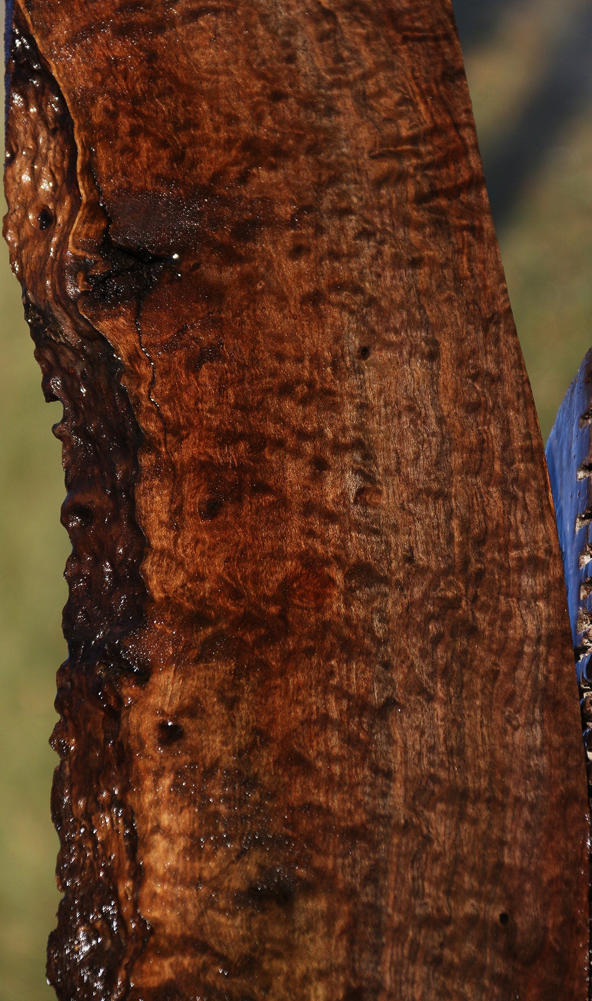 Extra Fancy Quilted Claro Walnut Live Edge Lumber