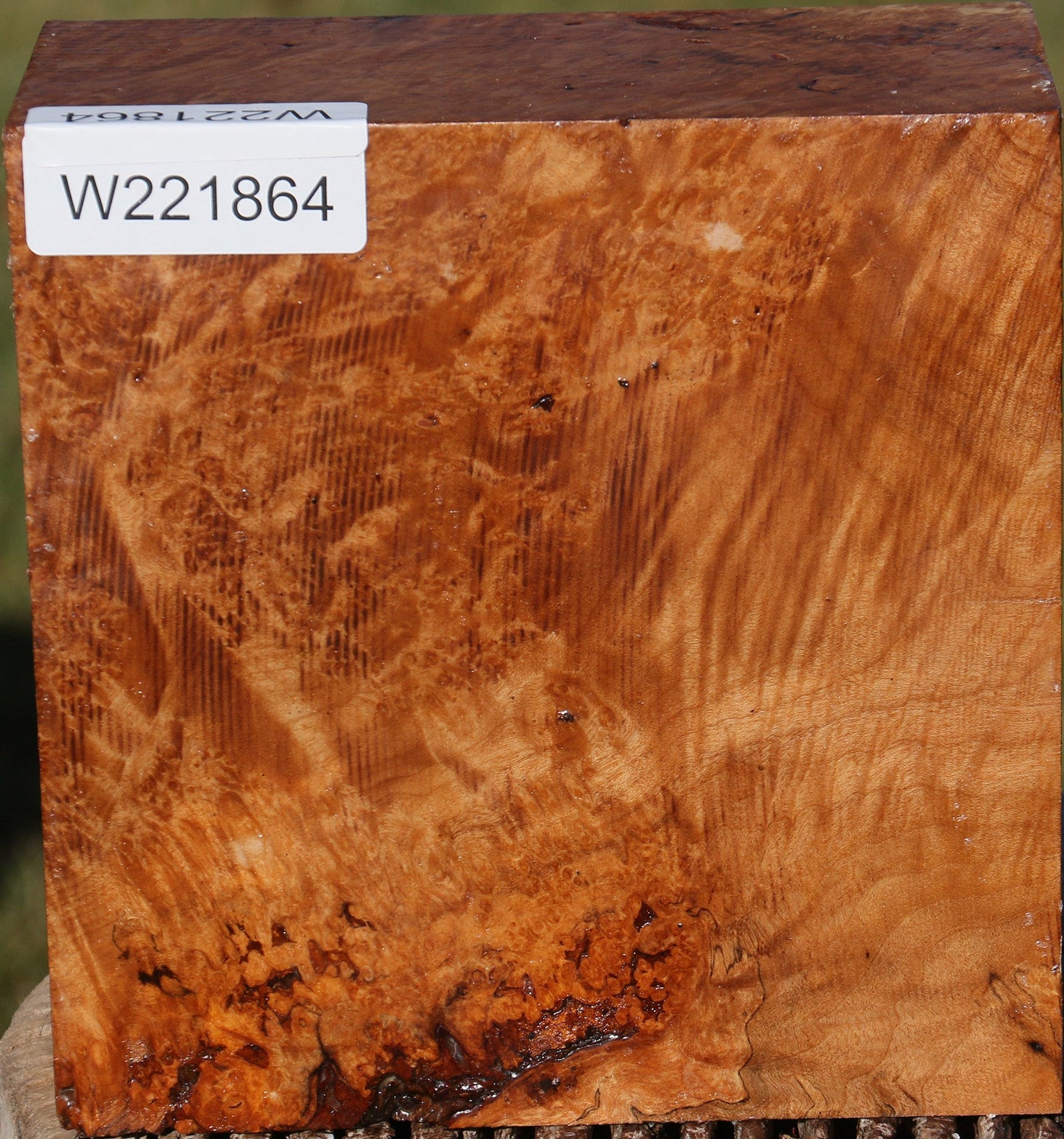 Maple Burl Bowl Blank